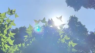 4K实拍炎炎夏日正午阳光穿过枫叶唯美视频的预览图